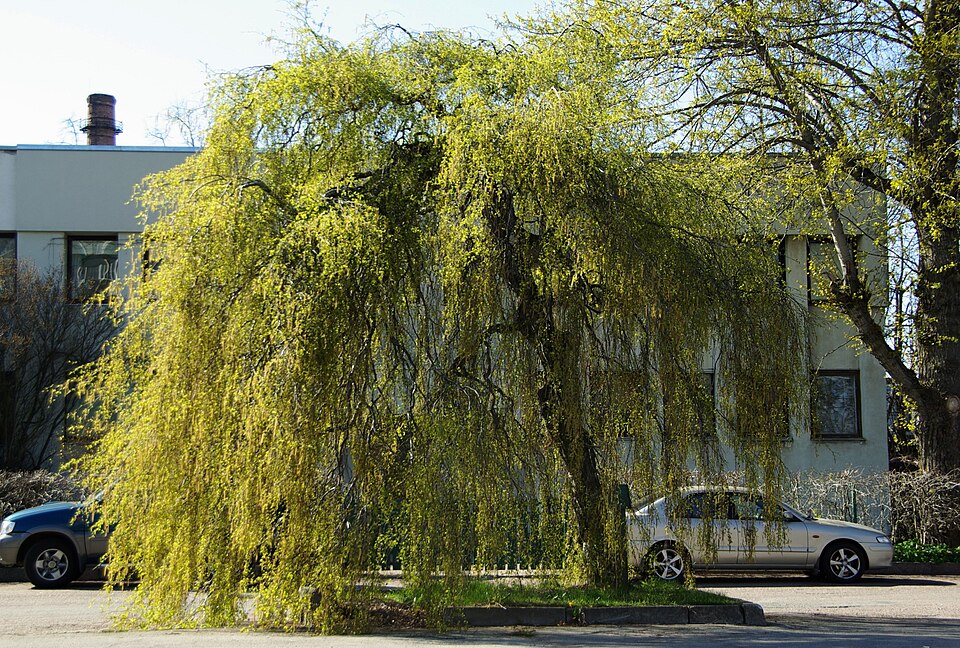 Betula pendula 'Youngii' (Young's weeping birch) (alternate view 4)