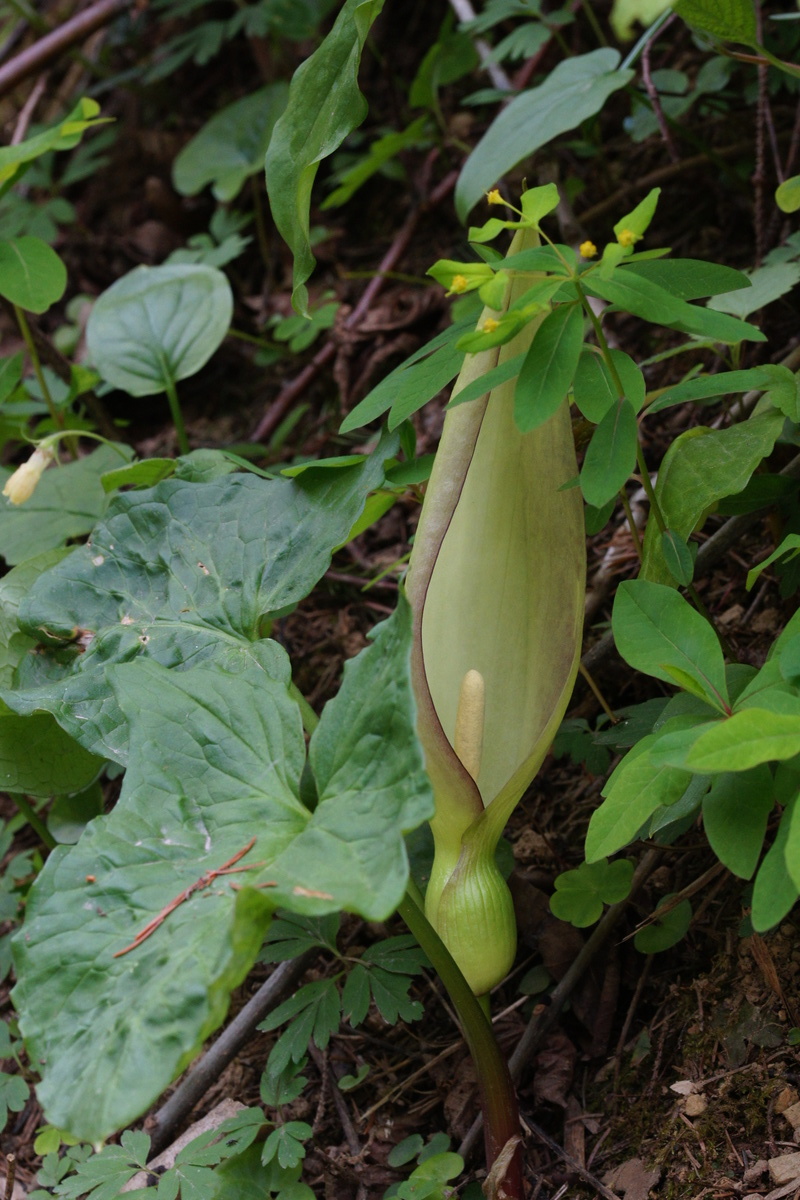 Arum maculatum (Cuckoo-pint)
