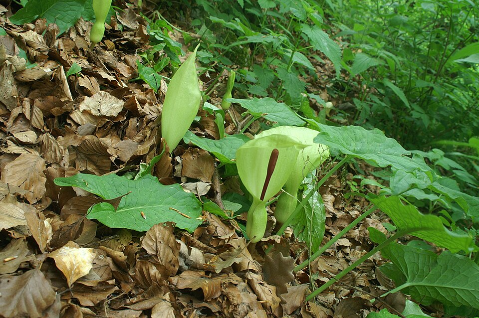 Arum maculatum (Cuckoo-pint)