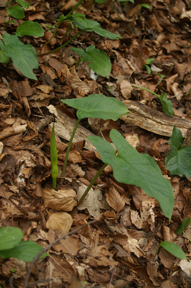 Arum maculatum (Cuckoo-pint)