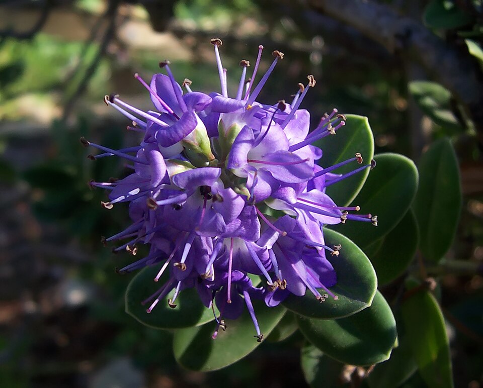 Veronica × franciscana (Hedge Veronica) (alternate view 4)