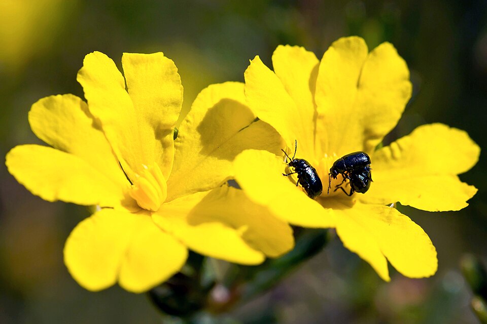 Hibbertia hypericoides (Yellow Buttercups) (alternate view 8)