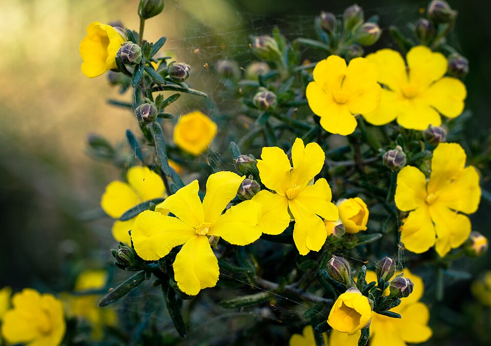 Hibbertia hypericoides (Yellow Buttercups) (alternate view 9)