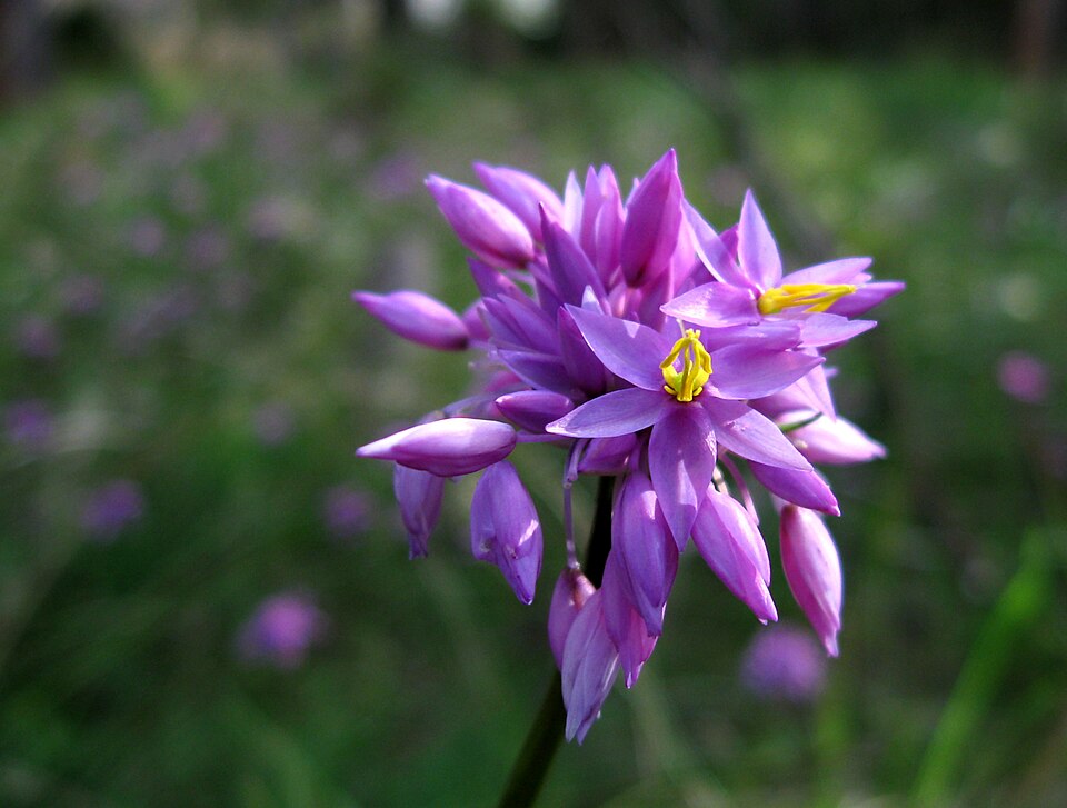 Sowerbaea laxiflora (Purple Tassels) (alternate view 8)