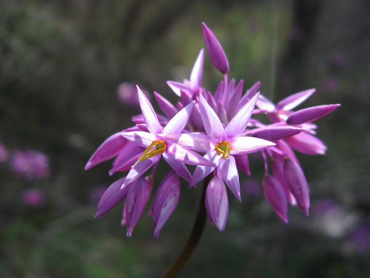 Sowerbaea laxiflora (Purple Tassels) (alternate view 9)