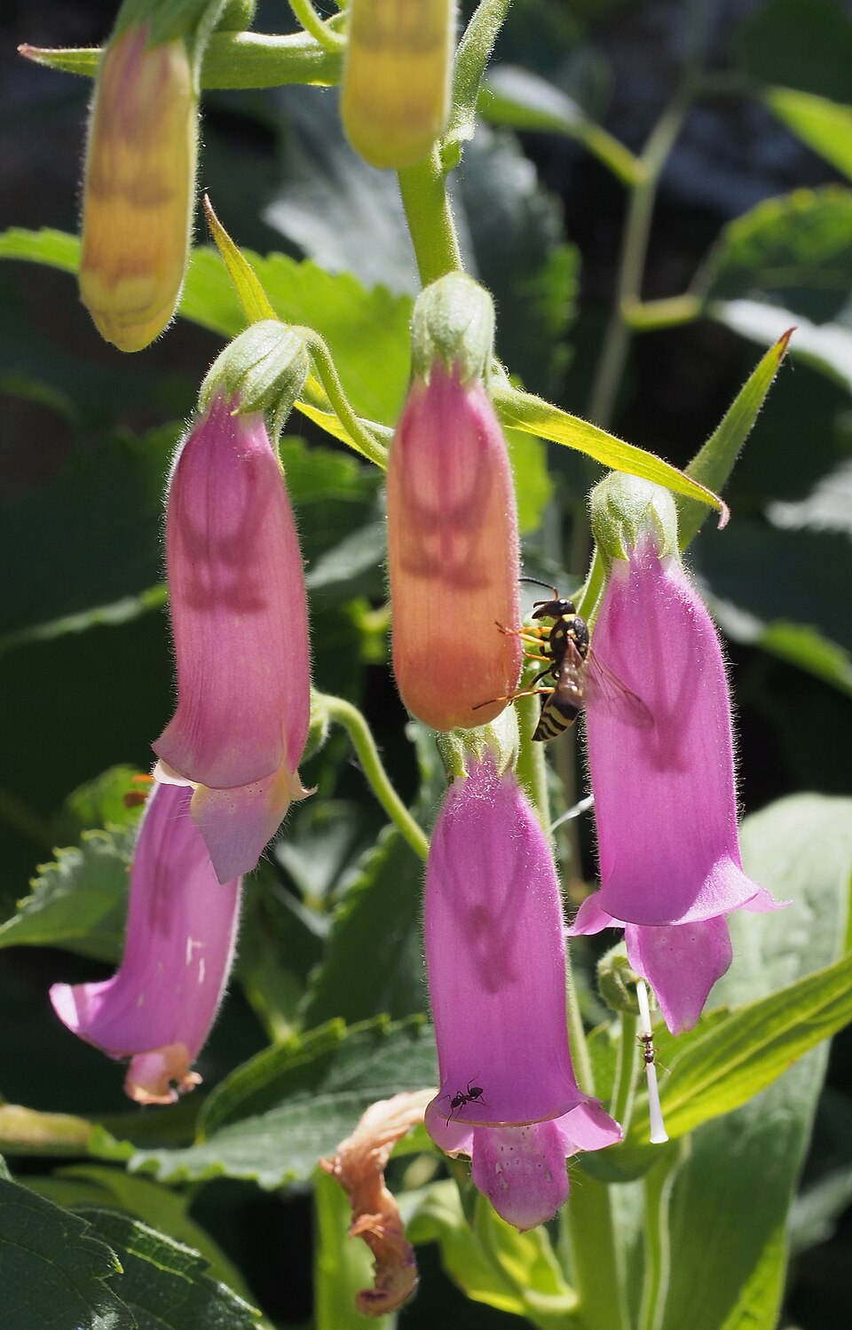 Digitalis thapsi (Spanish Foxglove) (alternate view 9)