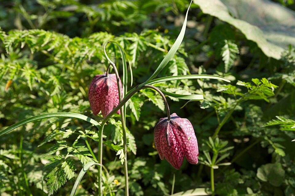 Fritillaria meleagris (snakes-head fritillary) (alternate view 7)