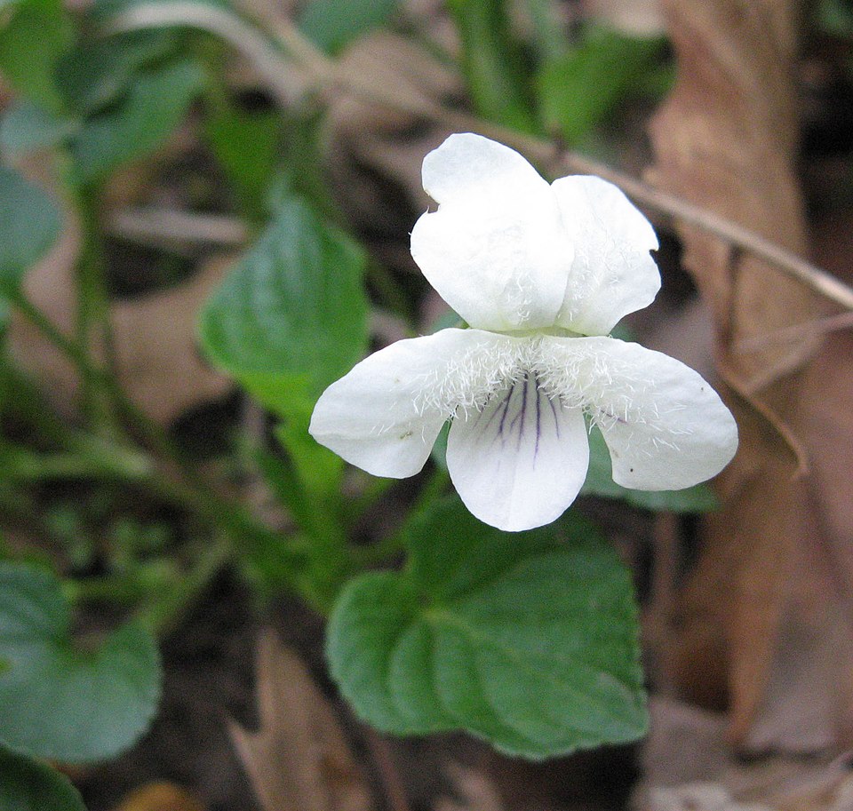 Viola striata (cream violet) (alternate view 8)