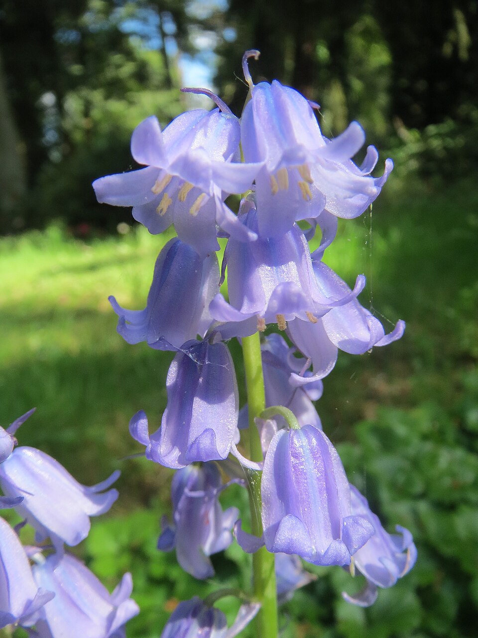 Hyacinthoides × massartiana (Hybrid bluebell) (alternate view 9)