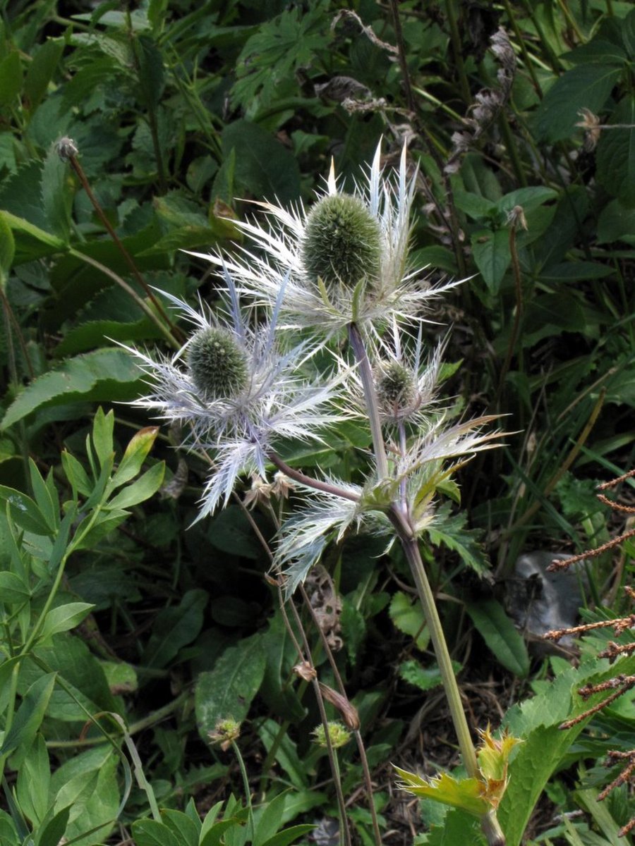 Eryngium alpinum (Alpine Sea Holly) (alternate view 9)