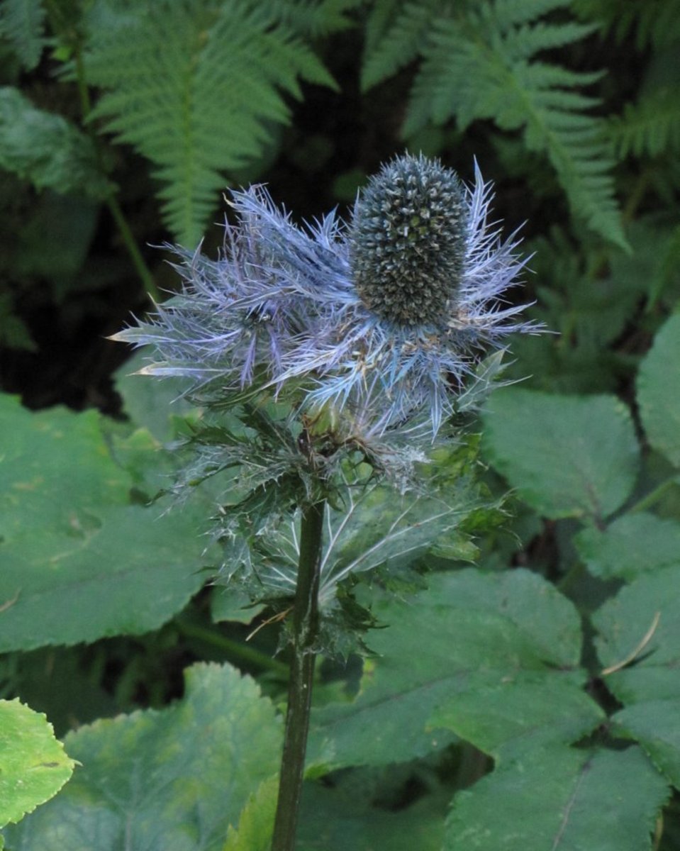 Eryngium alpinum (Alpine Sea Holly) (alternate view 10)
