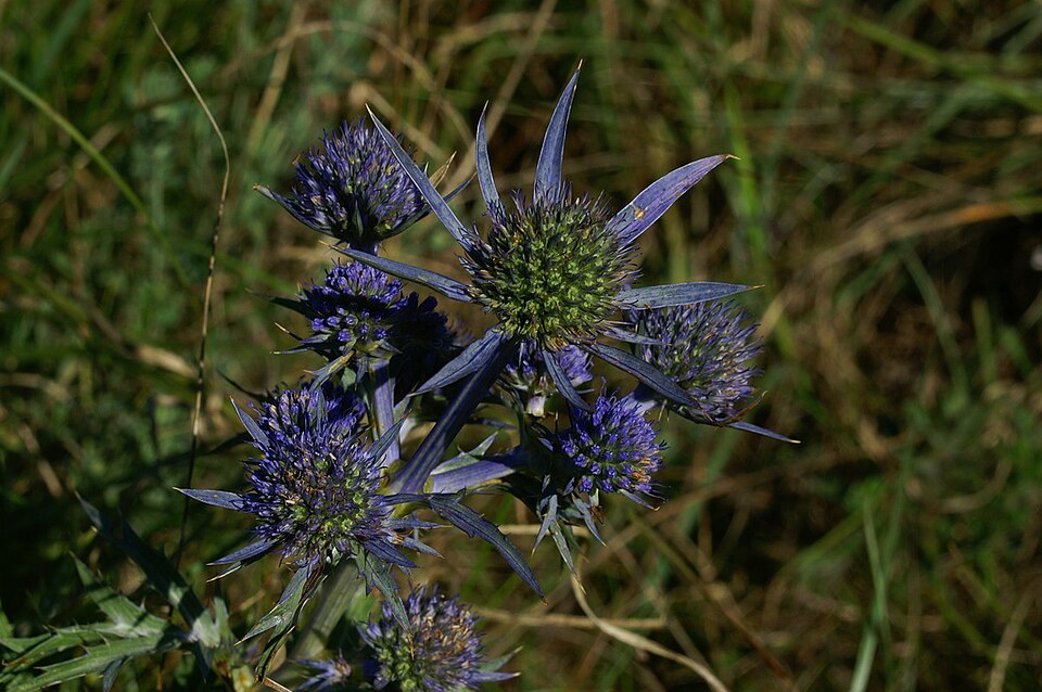 Eryngium amethystinum (Amethyst Sea Holly) (alternate view 9)