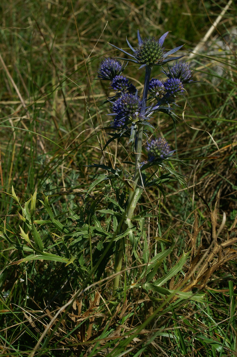 Eryngium amethystinum (Amethyst Sea Holly) (alternate view 10)