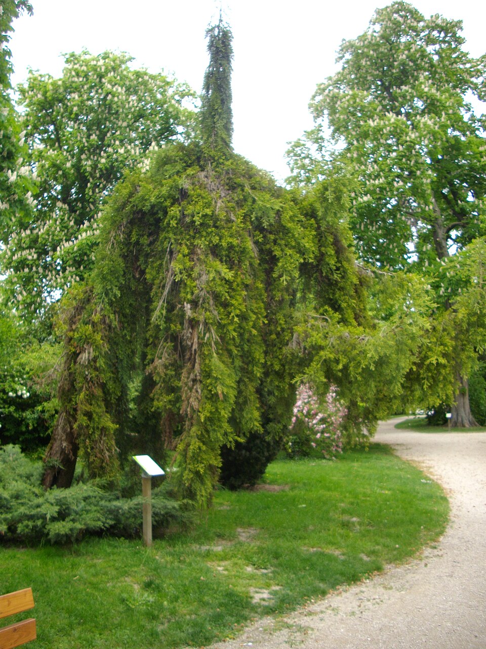 Sequoiadendron giganteum 'Pendulum' (weeping Giant Sequoia) (alternate view 4)