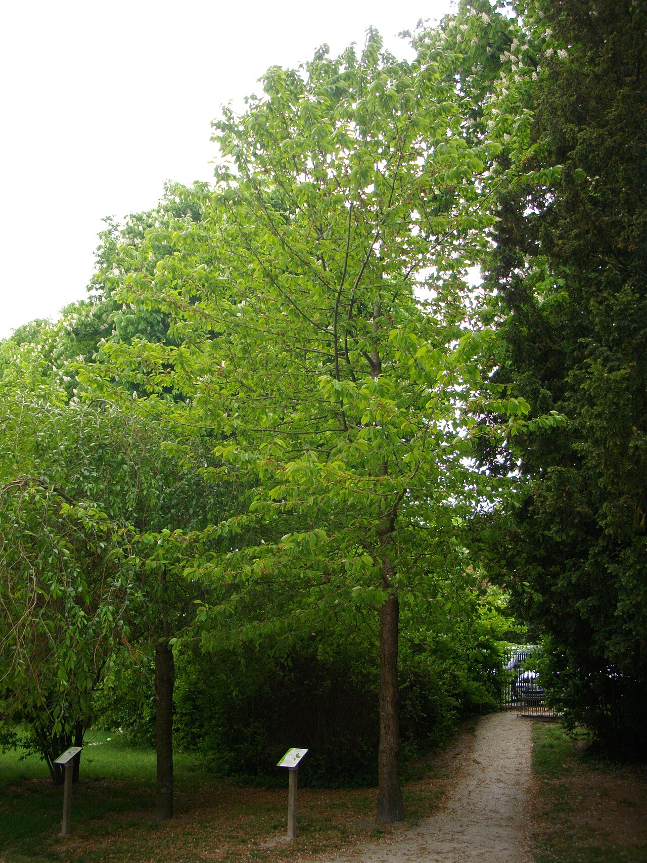 Prunus avium, Wild cherry — upright deciduous (Rosaceae) (image 9 of 9)