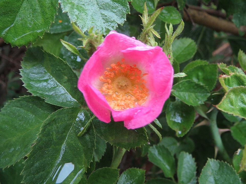 Rosa rubiginosa (Sweet-brier)