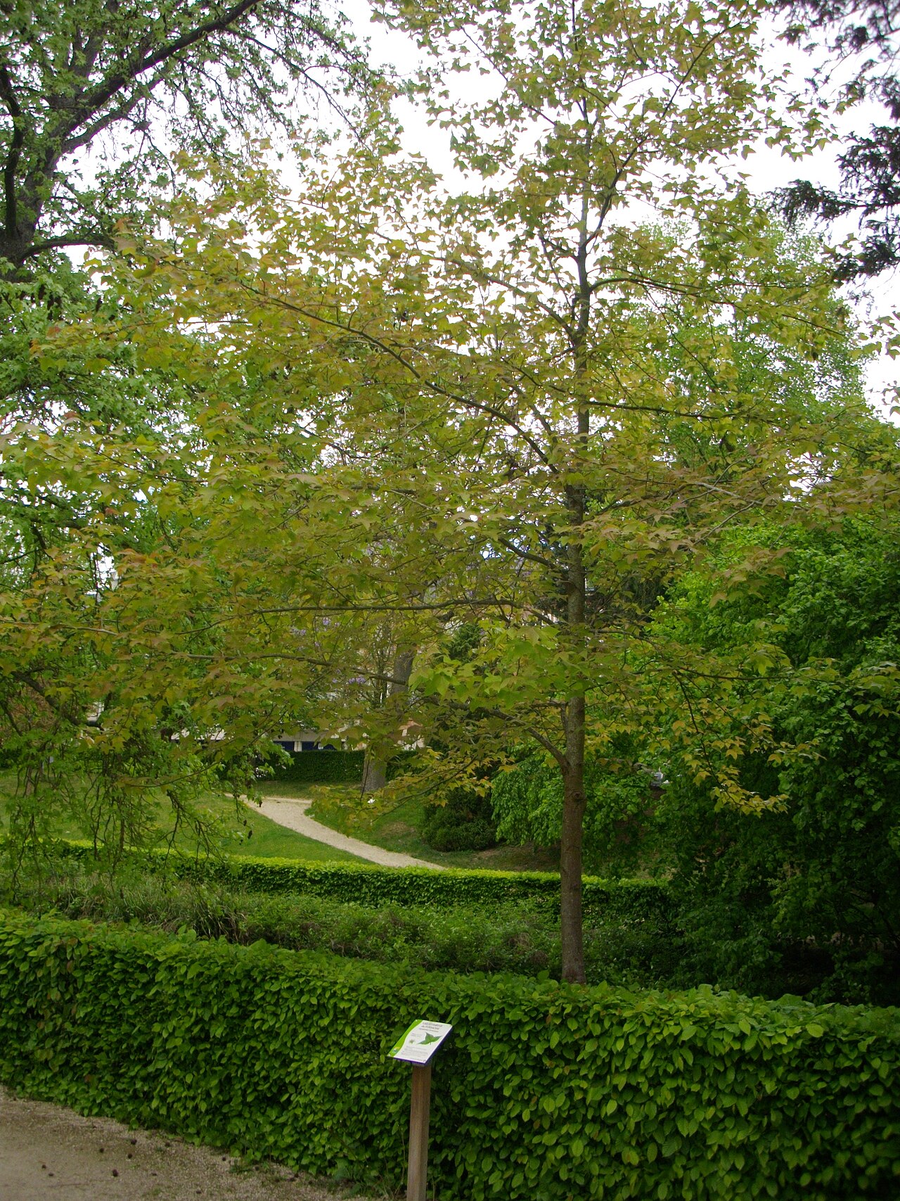 Liquidambar formosana, Chinese sweetgum — upright deciduous (Altingiaceae) (image 2 of 7)