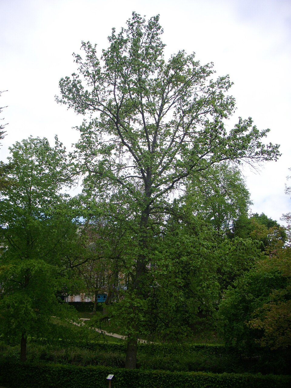 Liquidambar styraciflua 'Worplesdon' (Worplesdon Sweet Gum)