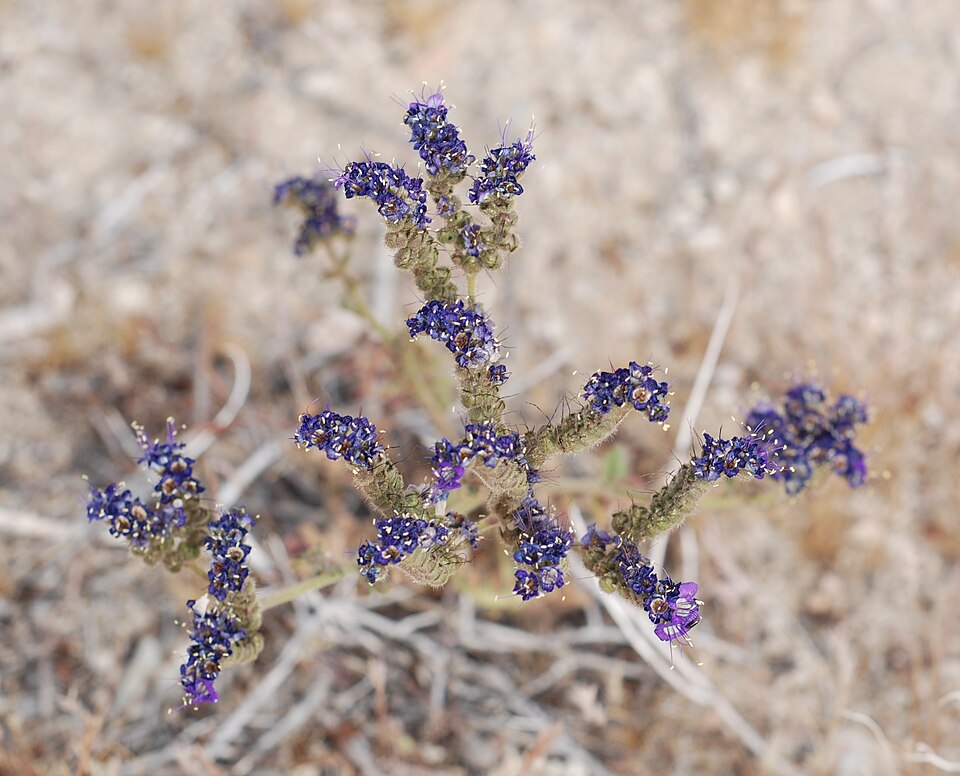 Phacelia crenulata (Notch-leaf Scorpionweed) (alternate view 7)