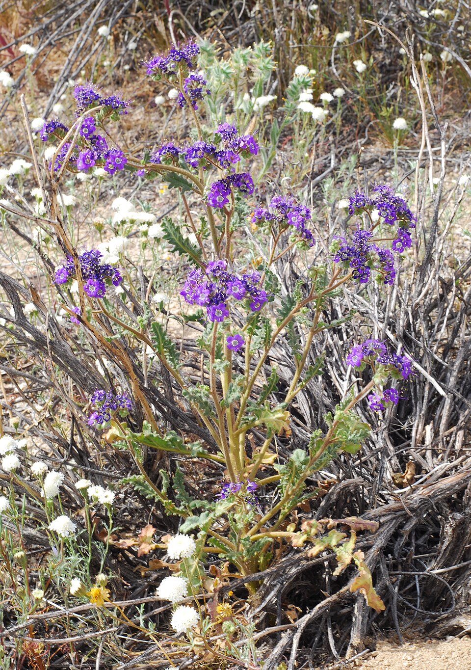 Phacelia crenulata (Notch-leaf Scorpionweed) (alternate view 8)