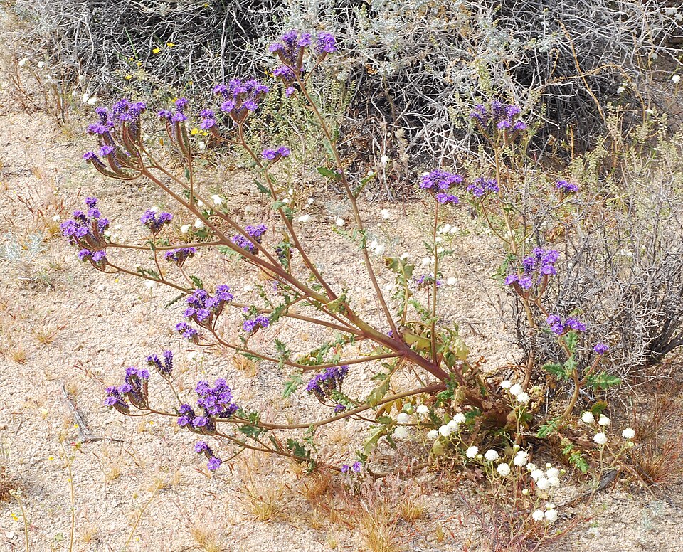 Phacelia crenulata (Notch-leaf Scorpionweed) (alternate view 9)