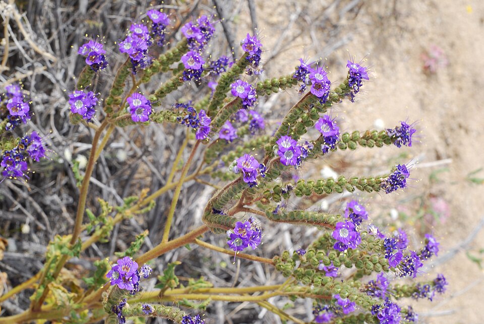 Phacelia crenulata (Notch-leaf Scorpionweed) (alternate view 10)