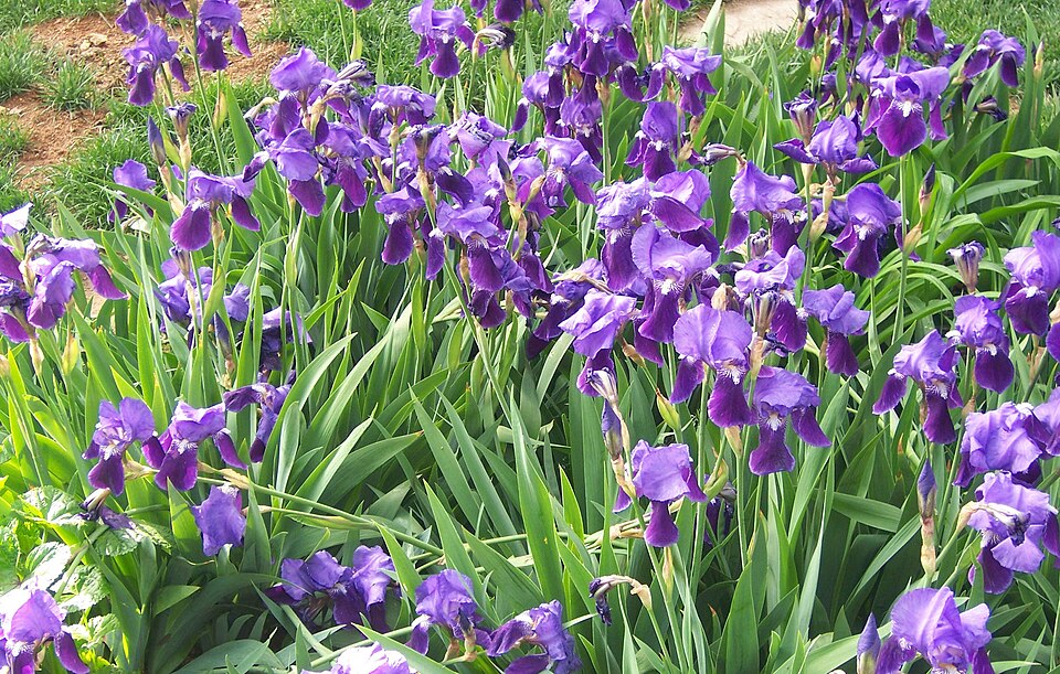 Iris × germanica (Bearded iris) (alternate view 6)