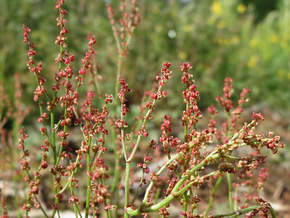 Rumex acetosella (sheep sorrel) (alternate view 9)