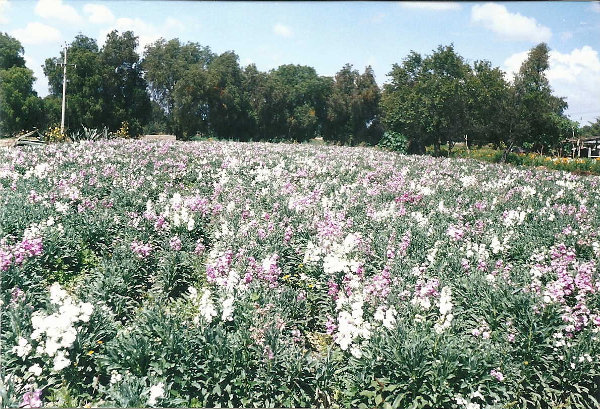 Matthiola incana, Brompton stock — upright semi-evergreen (Brassicaceae) (image 3 of 8)