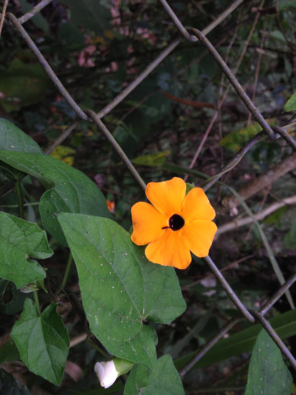Thunbergia alata (black-eyed Susan vine) (alternate view 9)