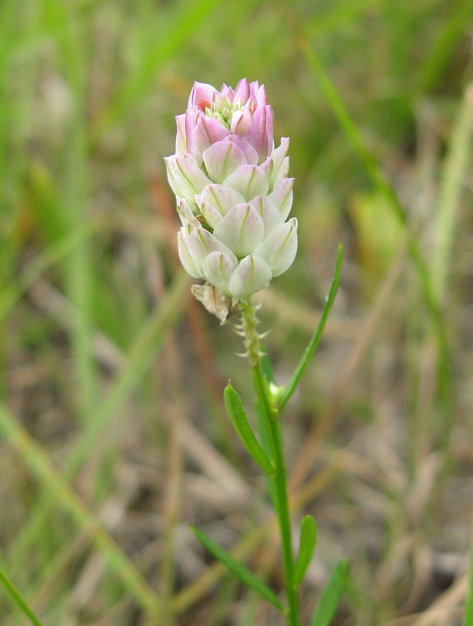 Senega sanguinea (field milkwort) (alternate view 6)