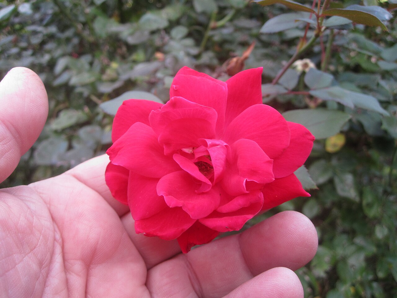 Rosa 'Knock Out', Knock Out rose — mounding deciduous (Rosaceae) (image 5 of 10)
