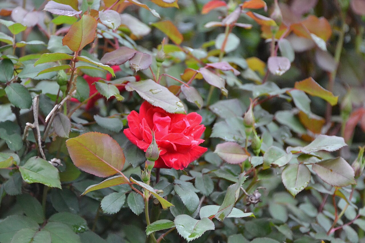 Rosa 'Knock Out', Knock Out rose — mounding deciduous (Rosaceae) (image 6 of 10)
