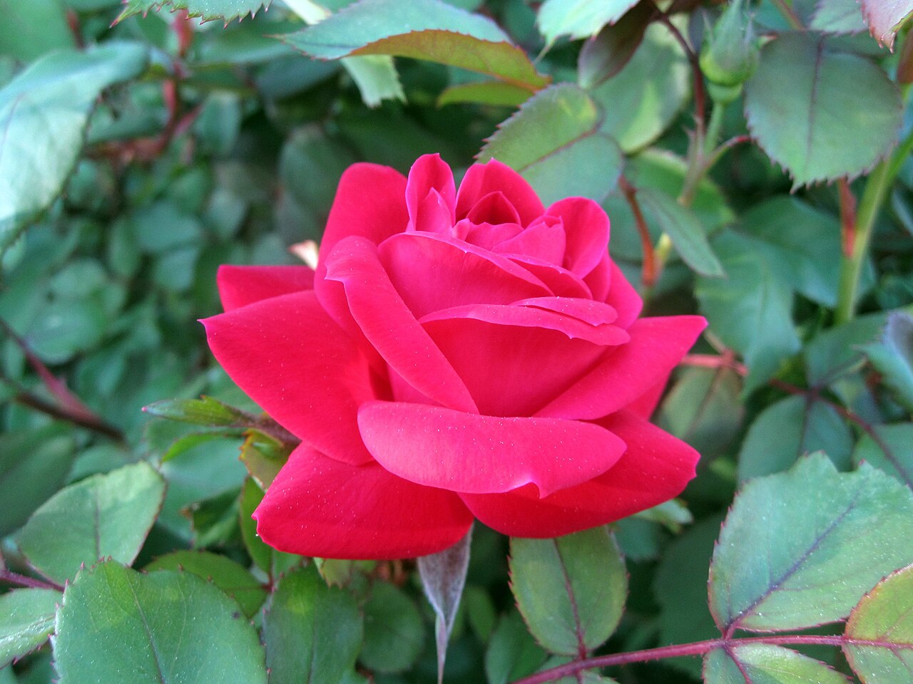 Rosa 'Knock Out', Knock Out rose — mounding deciduous (Rosaceae) (image 7 of 10)