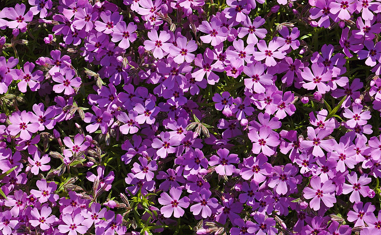 Phlox subulata, Creeping phlox — spreading evergreen (Polemoniaceae) (image 8 of 10)