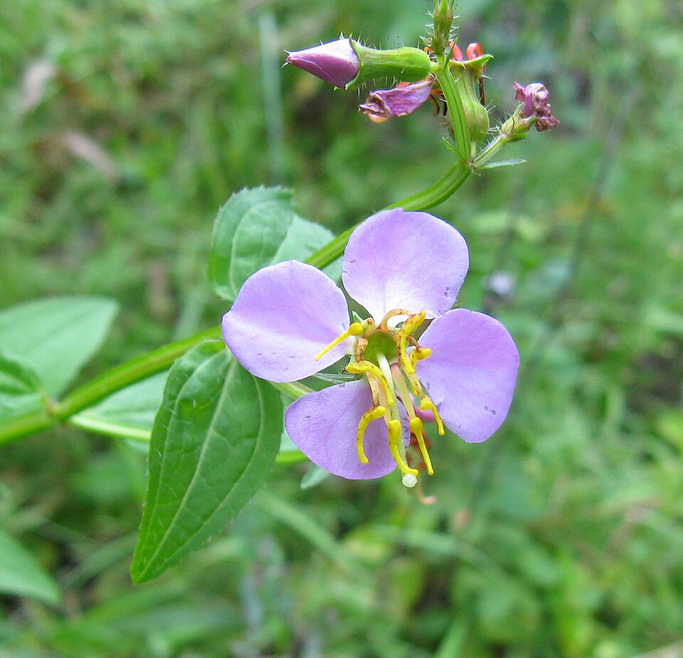 Rhexia virginica (Virginia meadowbeauty) (alternate view 7)