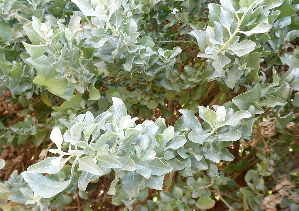 Atriplex halimus (alternate view 10)