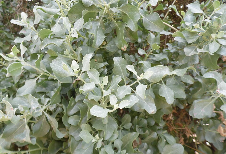 Atriplex halimus (alternate view 11)