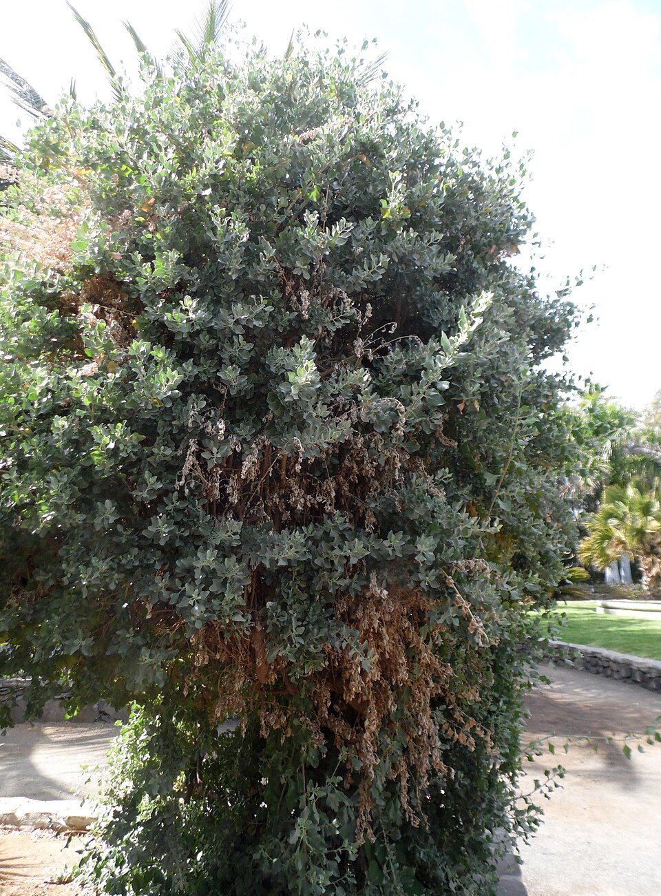 Atriplex halimus (alternate view 12)