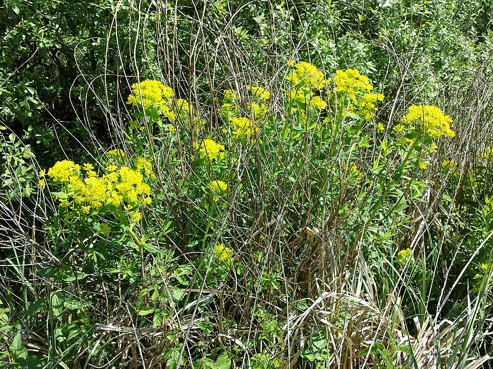 Euphorbia palustris (alternate view 13)