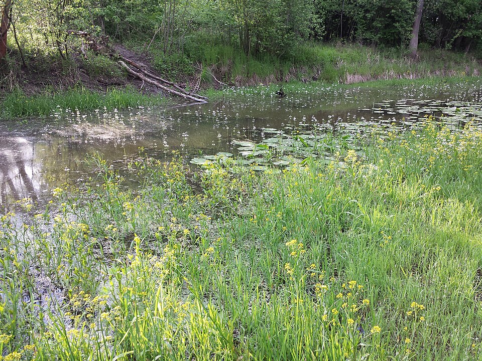 Rorippa palustris (Bog Yellowcress)
