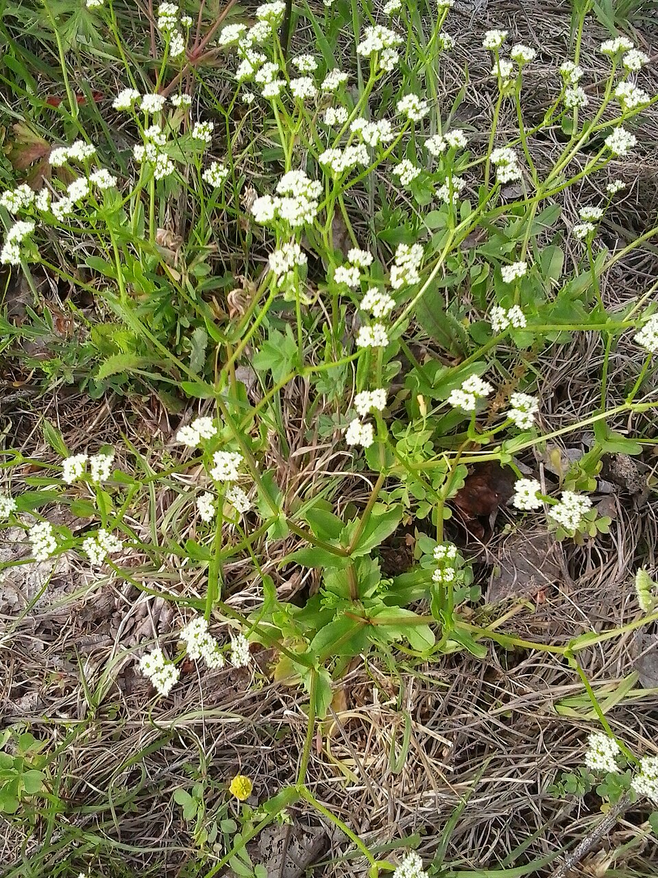 Valerianella radiata (beaked cornsalad) (alternate view 6)