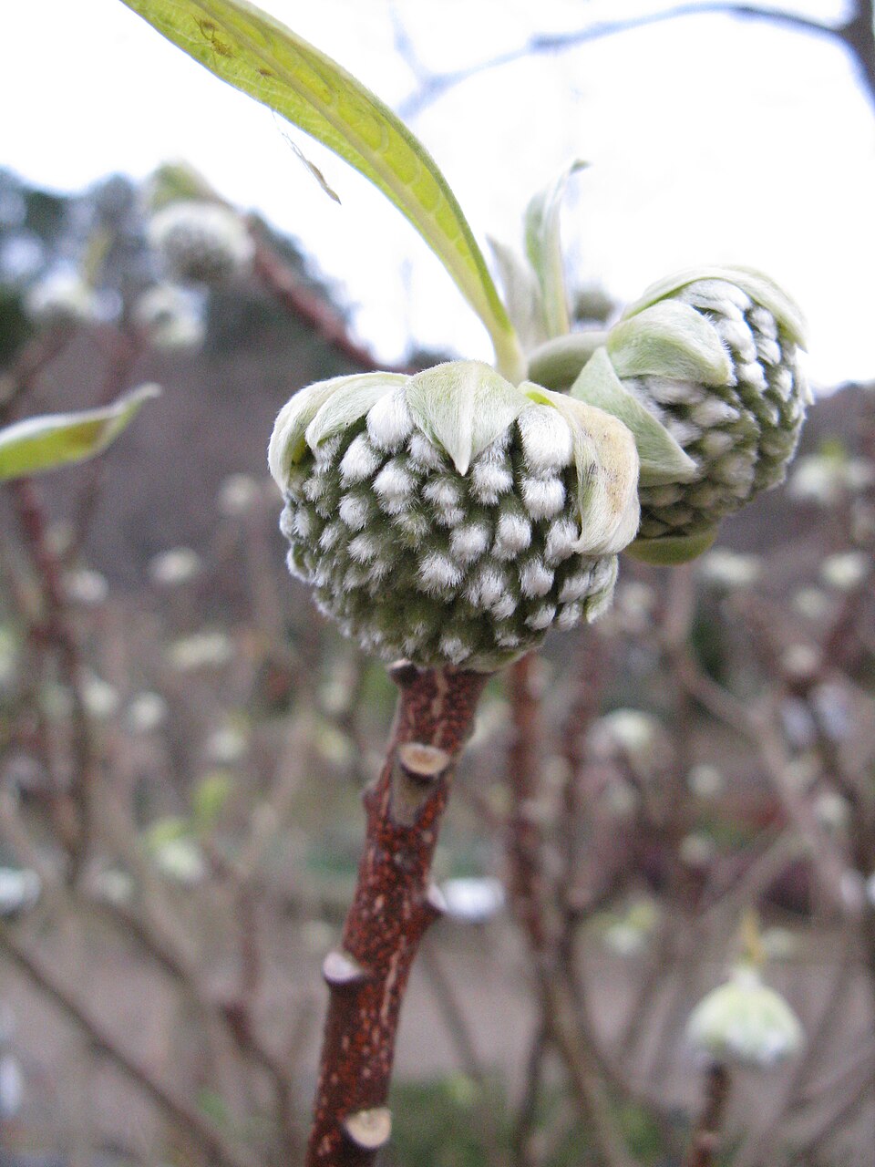 Edgeworthia chrysantha (edgeworthia, paperbush) (alternate view 8)