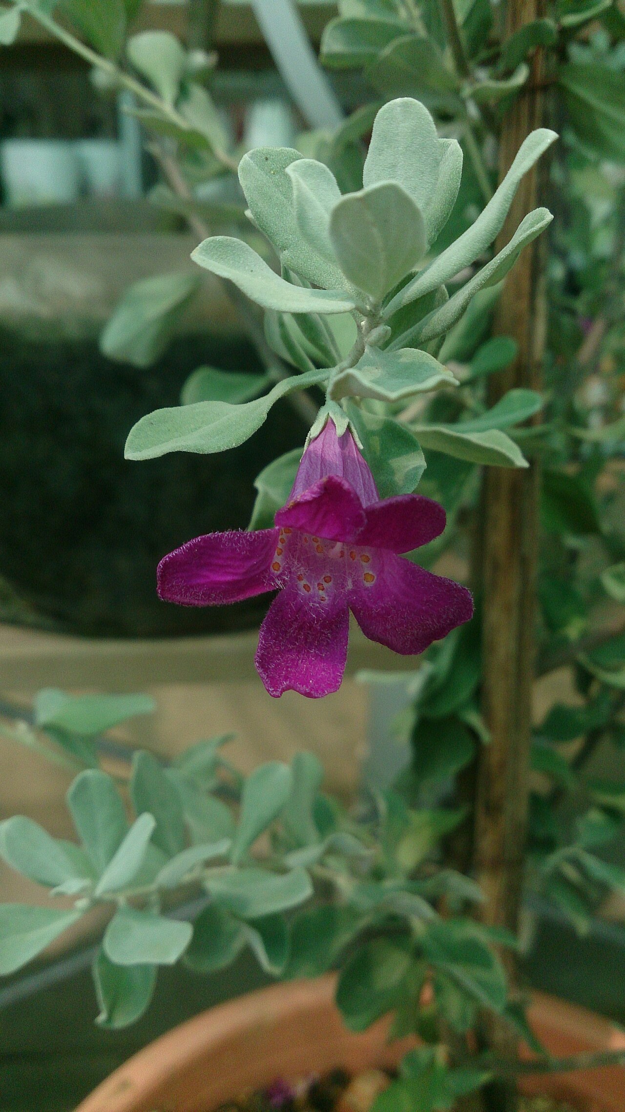 Leucophyllum frutescens, Texas sage — mounding evergreen (Scrophulariaceae) (image 10 of 10)