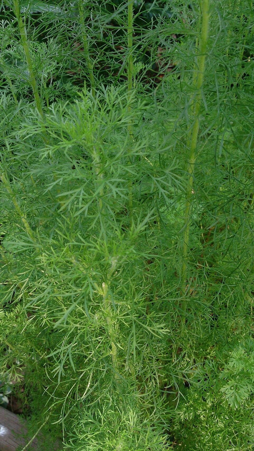 Eupatorium capillifolium (dogfennel)