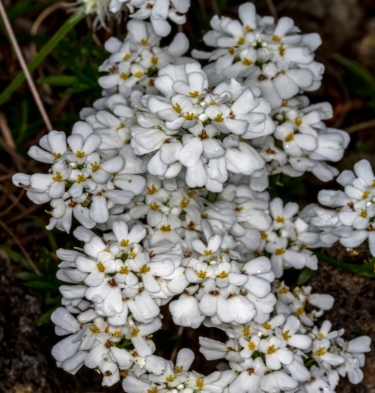 Iberis saxatilis (rock candytuft) (alternate view 8)