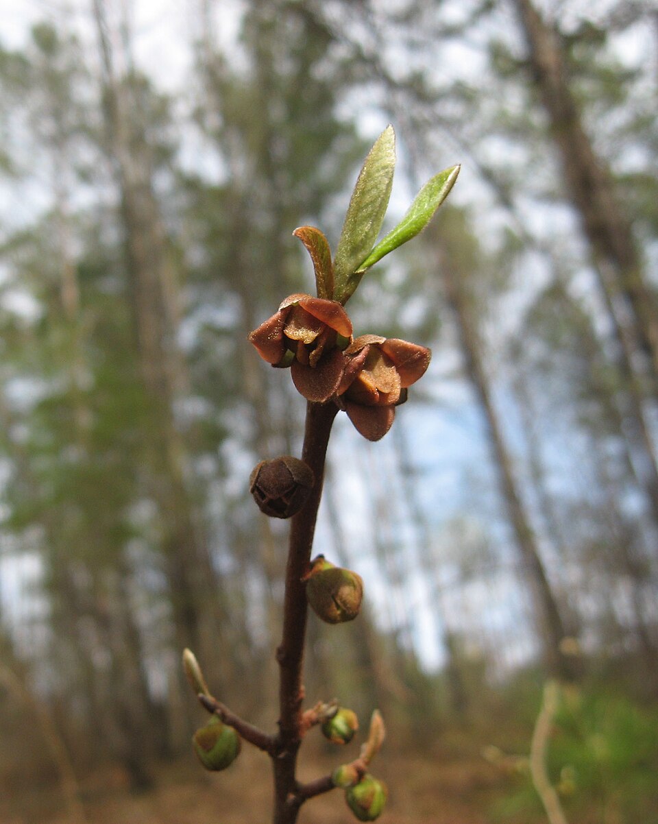 Asimina parviflora (Small-Flower Pawpaw)