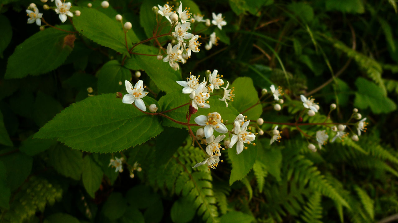 Deutzia scabra, Fuzzy deutzia — upright deciduous (Hydrangeaceae) (image 7 of 10)