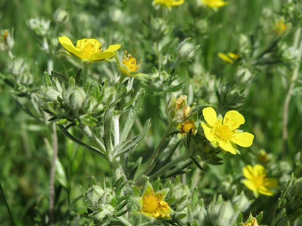 Potentilla argentea (Silvery Cinquefoil)