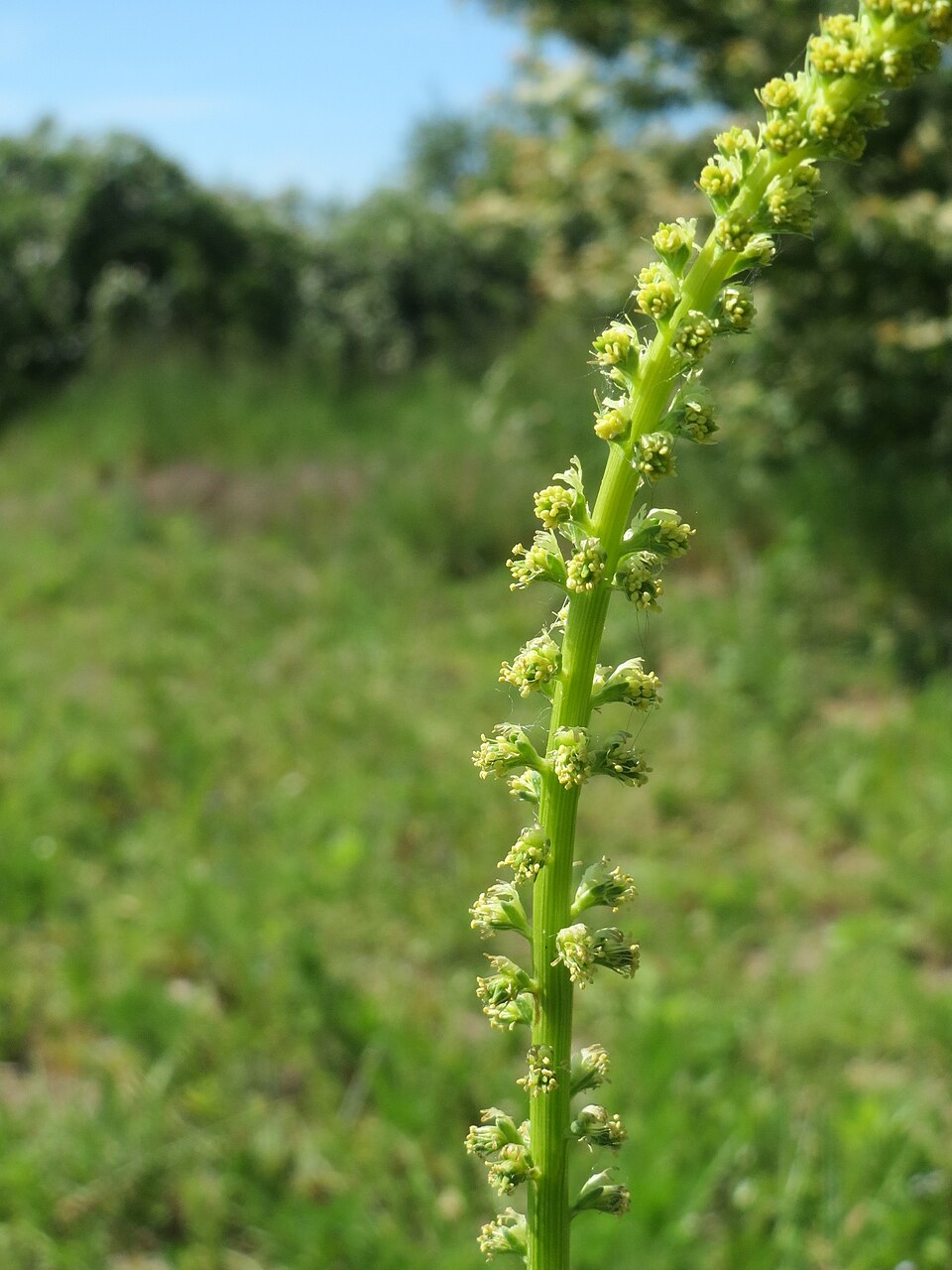Reseda luteola (Weld)